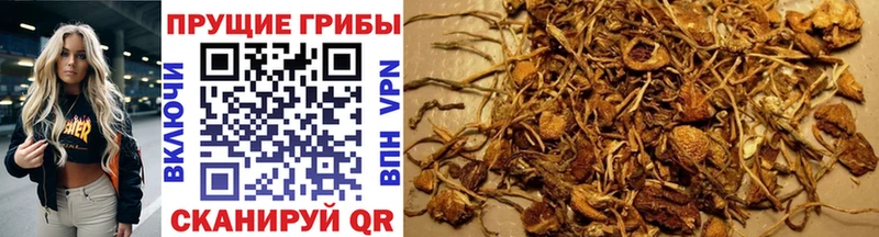 Галлюциногенные грибы Cubensis  Сусуман 